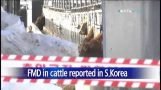 1st FMD outbreak in cattle confirmed in S.Korea in 4 yrs / YTN