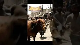 &ldquo;Bull Runs Wild in Busy Pakistani Street 🐂🚨 | Real Chaos Caught on Camera&rdquo;