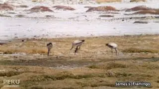 James's Flamingo