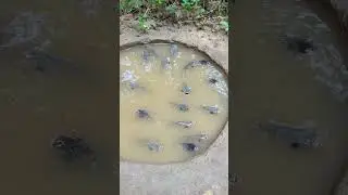 Mini Fish #diytractor #keepvilladiy #catchingfish #farming#trending #trendingshorts #trendingvideo