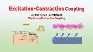 Muscle Magic - Unraveling the EC Coupling in Skeletal Muscles (3 Minutes)