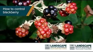 How to control blackberry