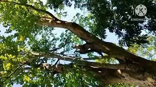 Strong wind sounds in trees 