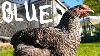 BLUE - Die Integration von Blue