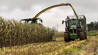 W.S. Livingstone & Sons harvesting maize at Manor Farm, 2024