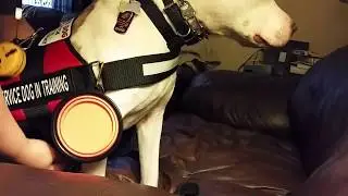 Service dog 