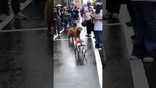 &ldquo;Dog meet robot 🤣🤣🤣&rdquo; #shorts #puppy #youtubeshorts #shortsvideo #petslovers