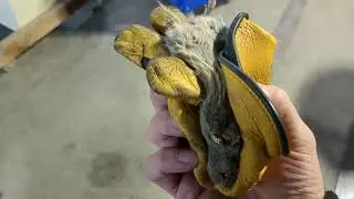 Dog releases Vole in Shop, bites human.