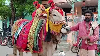 gangireddu#beautiful ox decoration#గంగిరెద్దుల డాన్స్ #village tradition #olden days