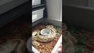 building follicles pastel enchi butter leopard het clown ball python