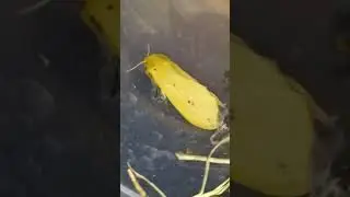Wooly Bear Caterpillar 5 with a big SURPRISE 2/2021