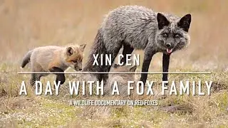 A Day With a Fox Family | San Juan Island 2023 | Wildlife Documentary