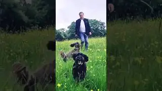Dances with Wolves - John Dunbar Theme #fiddlemusic #danceswithwolves #johnbarry #shorts