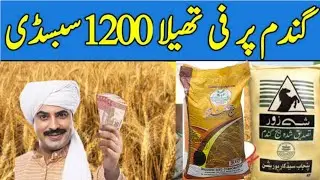 Subsidy on wheat seed in Punjab | Wheat seed subsidy 2022-23 | Bilal Kanju Official