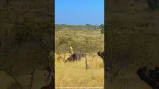 Buffalo Surrounded and Attacked by Lions Gets Rescued by Its Herd #AnimalKingdom #ExploreWildlife