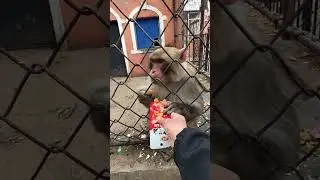 Adorable Monkey Can't Stop Eating Potato Chips! 🍟😋 | Must-See Moment!        #cute #trending #shorts