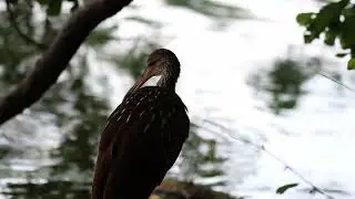 Limpkin - Sharonville, Ohio (July 2023)