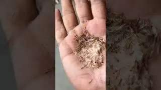It's time to collect Aster seeds & here's how to
