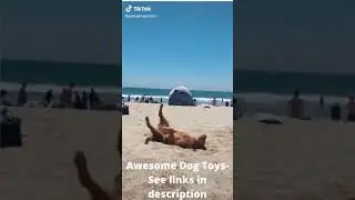 🤣 Funny Dog Videos 2021 | Try Not To Laugh