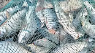 fishfarming delay video and Live streaming