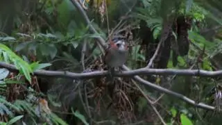 Rufous-collared Sparrow (Casa Jardin Turi Quindi)