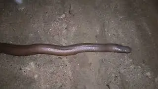 Two Headed Snake | Non Venomous | #scary #trending #viralvideo