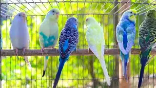 Parakeets CHIRPING to help LONELY Budgie//Parakeets OVER 8 Hours