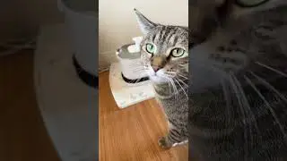 Innovative Wireless Cat Water Fountain for Spring Sale! #waterfountain #cat