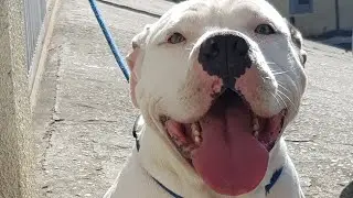 American bully Iris e Zeus ....show