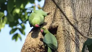Indian Ringneck Green Parrots Occupied Nest In Tree | Parrot Nest