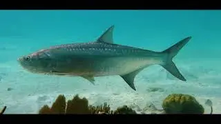 Expedici&oacute;n Junio 2018 al Arrecife Cayo Arcas
