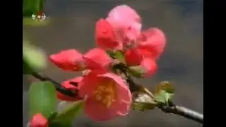 [DPRK Song] Envy Us