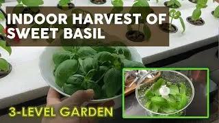 Fresh Hydroponic Basil in My Indoor Vertical Garden - Harvest to Pesto!