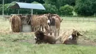 Poitou Donkeys at Dampierre Sur Boutonne, France