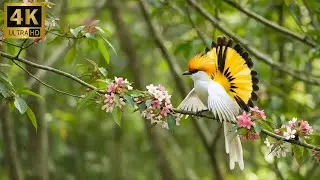 🕊️🌿 Top 100 Bird Sounds in Nature  Relaxing Audio for Stress Relief  4K ASMR