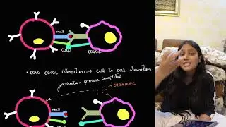 B cell activation | sem 5 BSc zoology | Humera