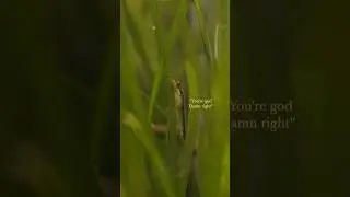The truth about the Otto catfish #aquarium #fishtank #aquaticplant #fish #waterplants #aquascape