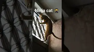 Ninja Cat on the Door?! 🐱🚪#cat #pets #funny #shortsfeed #shorts