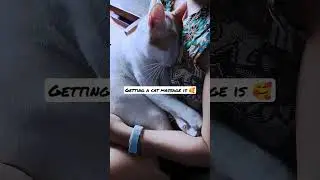 getting a cat massage #cats #cuddle