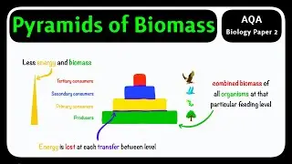 GCSE Biology AQA - Pyramids of Biomass | Understanding Biomass Charts [2026 exam]