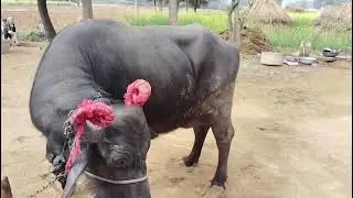 मुर्रा नस्ल की भैंस।। 15=16 लीटर दूध देने। सबसे कम कीमत वाली।अपने डेयरी फॉर्म पर।। #trending #viral 