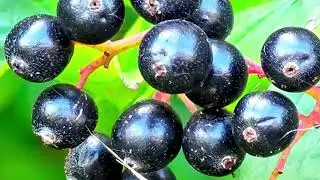 🫐 Common Dogwood / Cornus sanguinea / Rode kornoelje / பொதுவான டாக்வுட் (Pothuvāṉ Ṭākvuṭ) / 红瑞木 🫐