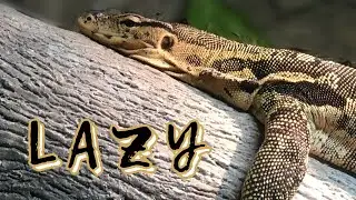 Watch An Asian Water Monitor Lizard Literally Falls Head Over Heels In Love #watermonitor #reptile