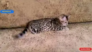 bengalcats 8828891233 | cat sale mumbai |at amazingpets #bengalcat #cat #kitten #fyp #animal #cats