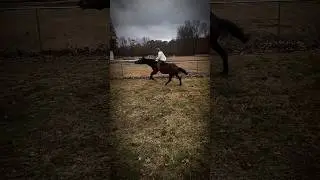 Neckrope 🤪😶&zwj;🌫️ #horses #horse #crowhop