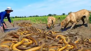 Best Videos Catching Snails Eels Crabs In Dry Water With A Fisherman Hand Skill.