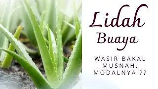LIDAH BUAYA : Cara Mengolah Lidah Buaya untuk Obat Wasir