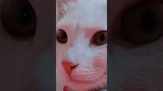 cute cat, cute cats, cute cat names, cute cat videos, cute cat status, cute cat shorts, cute, #cute,