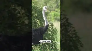 Ostrich&rsquo;s Eyes