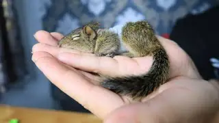 Новая рубашка для белки Ака